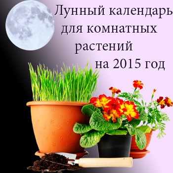 лунный календарь для комнатных цветов