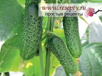 ogurcy Овощи на даче - Простые рецепты - женский сайт