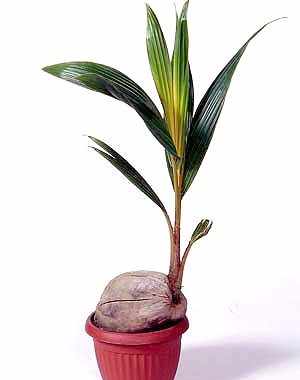 кокос домашний фото